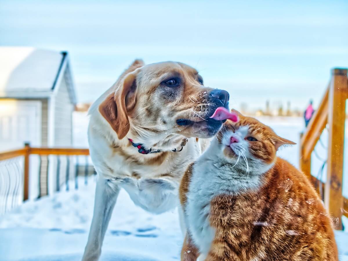 Kutya – macska barátság