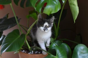 Veszélyes növények macskák számára